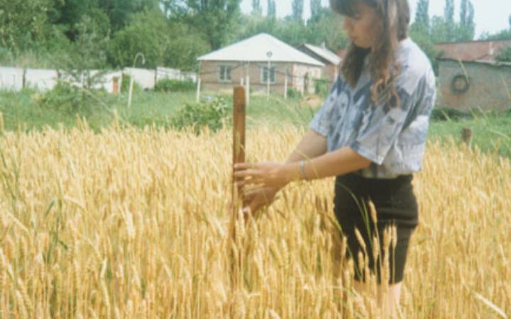 Измерение высоты растений озимой пшеницы